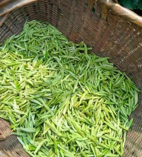600一斤的信阳毛尖算好吗 究竟值不值得入手