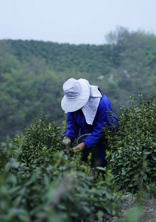 邂逅信阳毛尖 名茶中的佼佼者