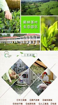 安太 新林茶业,200g纸盒 信阳特产 送礼品