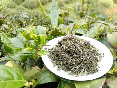 信阳毛尖茶叶 之信阳毛尖怎么防止串味