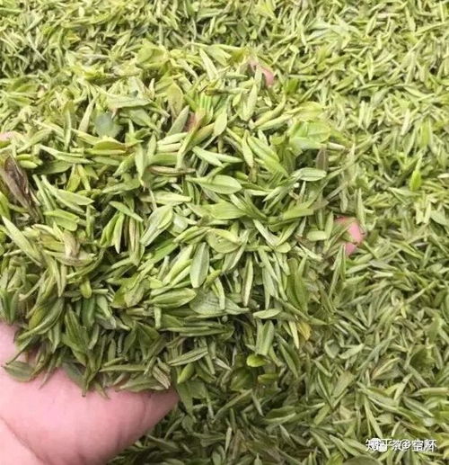 传统信阳毛尖手工炒茶工艺