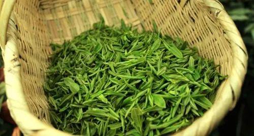信阳毛尖春茶季 春雪入信阳,毛尖初露芽