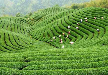 信阳毛尖茶功效有哪些?我来给你科普!