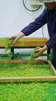 雨水影响采摘,信阳毛尖明前茶今年产量减少,价格上涨
