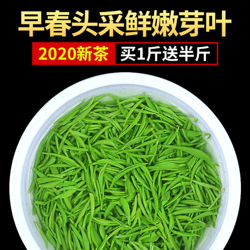 2020新茶信阳毛尖 雨前高山云雾绿茶的独特魅力