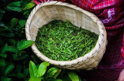 信阳毛尖再获“中国十大名茶”魅力何在？